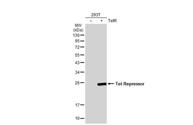 Anti-Tet Repressor antibody used in Western Blot (WB). GTX131985