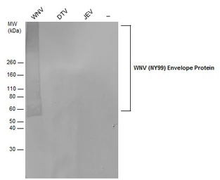 Anti-West Nile virus Envelope antibody used in Western Blot (WB). GTX132052