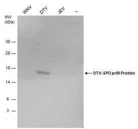 Anti-Powassan virus prM protein antibody used in Western Blot (WB). GTX132055