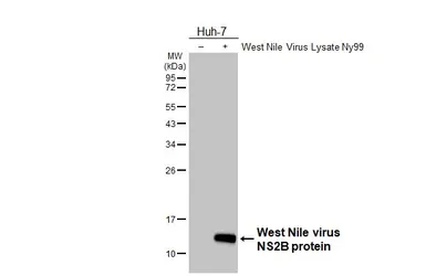 Anti-West Nile virus NS2B protein antibody used in Western Blot (WB). GTX132060