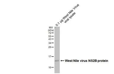 Anti-West Nile virus NS2B protein antibody used in Western Blot (WB). GTX132060