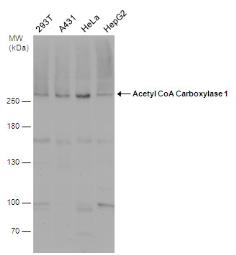 Acetyl-CoA Carboxylase 1 antibody