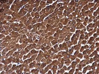 Anti-MAT1A + MAT2A antibody used in IHC (Paraffin sections) (IHC-P). GTX132095