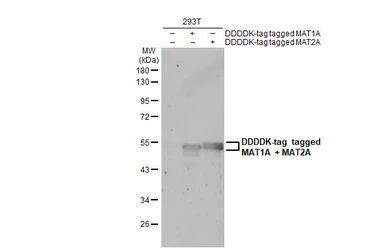 Anti-MAT1A + MAT2A antibody used in Western Blot (WB). GTX132095