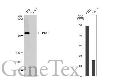 Anti-POLE antibody used in Western Blot (WB). GTX132100