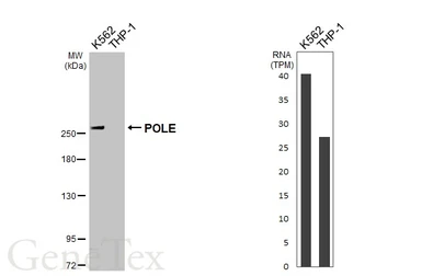 Anti-POLE antibody used in Western Blot (WB). GTX132100