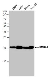Anti-HMGA1 antibody used in Western Blot (WB). GTX132110