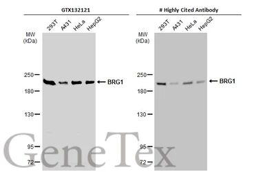 Anti-BRG1 antibody used in Western Blot (WB). GTX132121