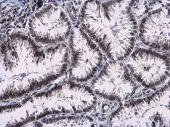 Anti-Rad17 (phospho Ser656) antibody used in IHC (Paraffin sections) (IHC-P). GTX132150