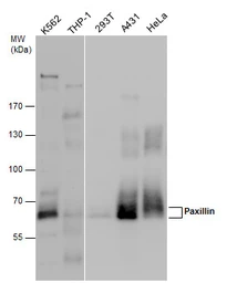 Anti-Paxillin antibody used in Western Blot (WB). GTX132153