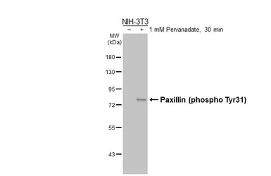 Anti-Paxillin (phospho Tyr31) antibody used in Western Blot (WB). GTX132154