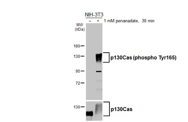 Anti-p130Cas (phospho Tyr165) antibody used in Western Blot (WB). GTX132160