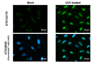 Anti-Chk1 (phospho Ser317) antibody used in Immunocytochemistry/ Immunofluorescence (ICC/IF). GTX132170
