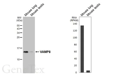 Anti-VAMP8 antibody used in Western Blot (WB). GTX132181