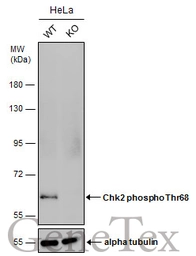 Anti-Chk2 (phospho Thr68) antibody used in Western Blot (WB). GTX132204
