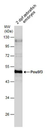 Anti-Pou5f3 (Oct4) antibody used in Western Blot (WB). GTX132245