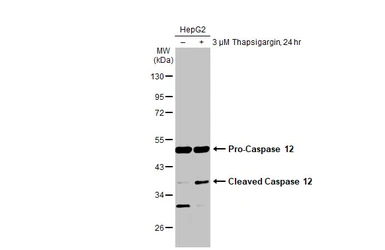 Anti-Caspase 12 antibody used in Western Blot (WB). GTX132298