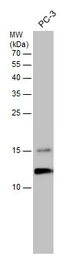 Anti-TCEB1 antibody used in Western Blot (WB). GTX132302