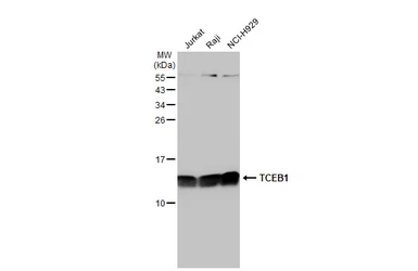 Anti-TCEB1 antibody used in Western Blot (WB). GTX132302