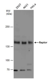 Anti-Raptor antibody used in Western Blot (WB). GTX132303