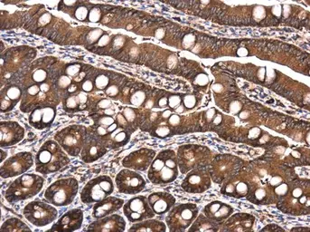 Anti-Raptor antibody used in IHC (Paraffin sections) (IHC-P). GTX132303