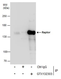Anti-Raptor antibody used in Immunoprecipitation (IP). GTX132303