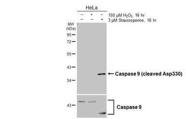 Anti-Caspase 9 (cleaved Asp330) antibody used in Western Blot (WB). GTX132331