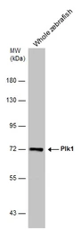 Anti-Plk1 antibody used in Western Blot (WB). GTX132376