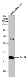 Anti-Sox32 antibody used in Western Blot (WB). GTX132380