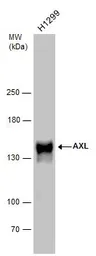 Anti-AXL antibody used in Western Blot (WB). GTX132387