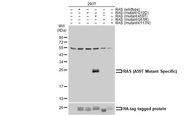 Anti-RAS (A59T Mutant) antibody used in Western Blot (WB). GTX132403