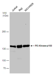 Anti-PI3 kinase p150 antibody used in Western Blot (WB). GTX132466