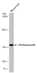 Anti-PI3 kinase p150 antibody used in Western Blot (WB). GTX132466