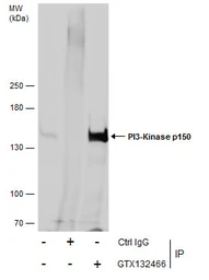 Anti-PI3 kinase p150 antibody used in Immunoprecipitation (IP). GTX132466