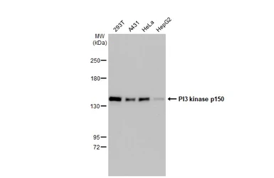 Anti-PI3 kinase p150 antibody used in Western Blot (WB). GTX132466