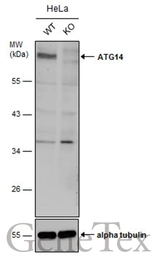 Anti-ATG14 antibody used in Western Blot (WB). GTX132468