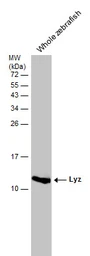 Anti-Lyz antibody used in Western Blot (WB). GTX132488