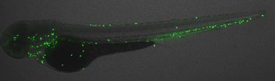 Anti-Lyz antibody used in IHC (Whole mount) (IHC-Wm). GTX132488