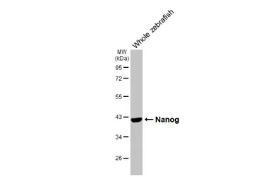 Anti-Nanog antibody used in Western Blot (WB). GTX132491