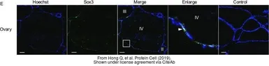 Anti-Sox3 antibody used in IHC (Frozen sections) (IHC-Fr). GTX132494