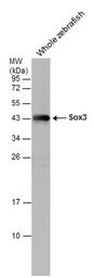 Anti-Sox3 antibody used in Western Blot (WB). GTX132494