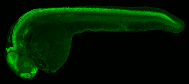 Anti-Sox3 antibody used in IHC (Whole mount) (IHC-Wm). GTX132494