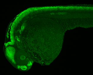Anti-Sox3 antibody used in IHC (Whole mount) (IHC-Wm). GTX132494