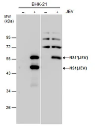 Anti-Japanese encephalitis virus NS1' antibody used in Western Blot (WB). GTX132499