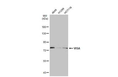 Anti-VISA antibody used in Western Blot (WB). GTX132521