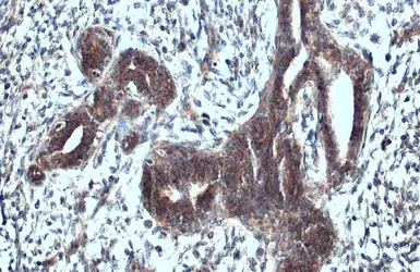 Anti-VISA antibody used in IHC (Paraffin sections) (IHC-P). GTX132521