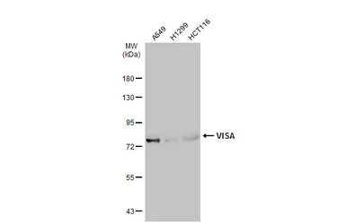 Anti-VISA antibody used in Western Blot (WB). GTX132522