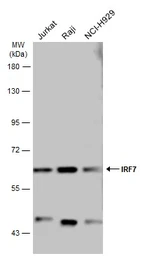Anti-IRF7 antibody used in Western Blot (WB). GTX132523