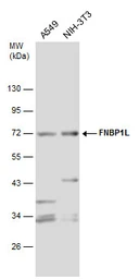 Anti-FNBP1L antibody used in Western Blot (WB). GTX132527