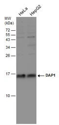 Anti-DAP1 antibody used in Western Blot (WB). GTX132535